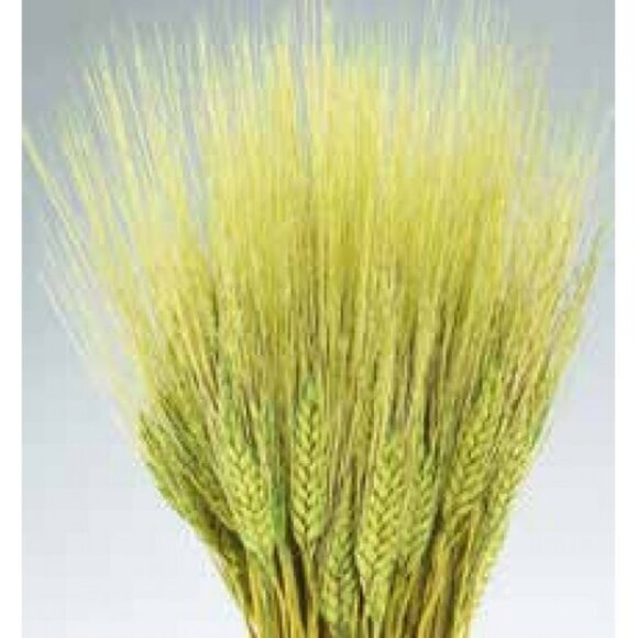 NATURAL DECORTIVE DRY WHEAT - Picture 2 of 5